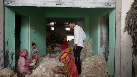 Understanding raw wool cleaning and scouring